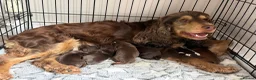 Cocker Spaniel dogs for sale: Beautiful litter of Show cocker spaniels - Advert 1