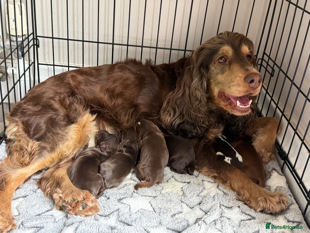 Cocker Spaniel dogs for sale: Beautiful litter of Show cocker spaniels - Advert 1