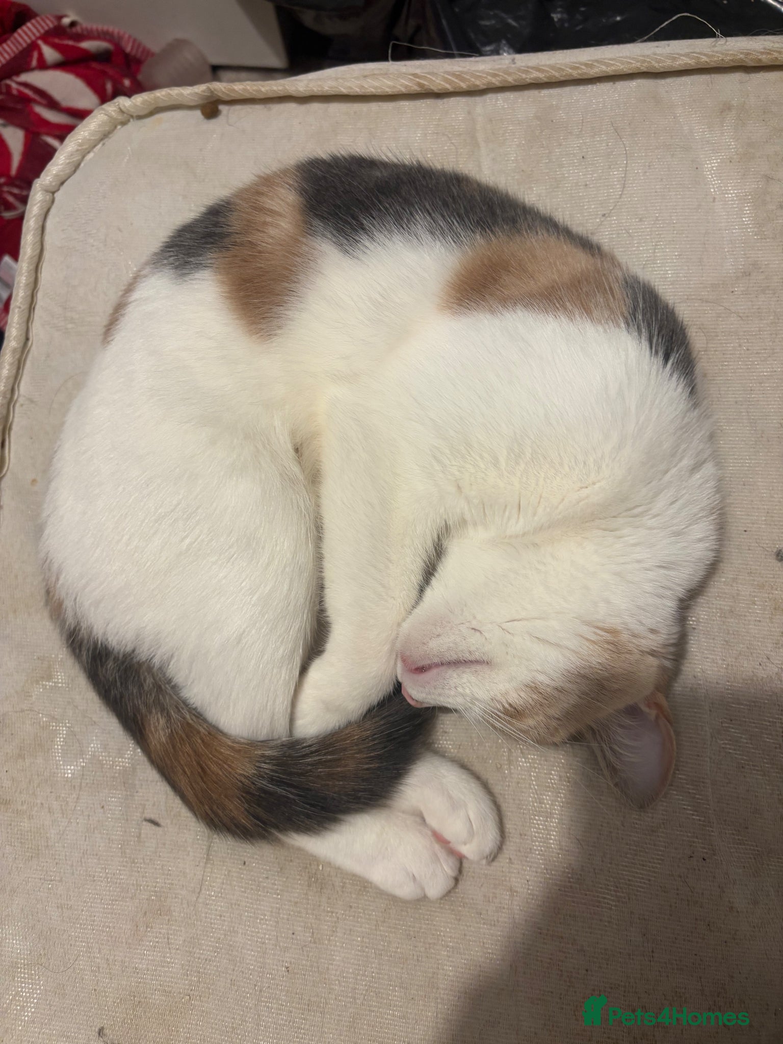 Mixed Breed cats Gorgeous Calico Cat! - Advert 21