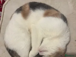 Mixed Breed cats Gorgeous Calico Cat! - Advert 21