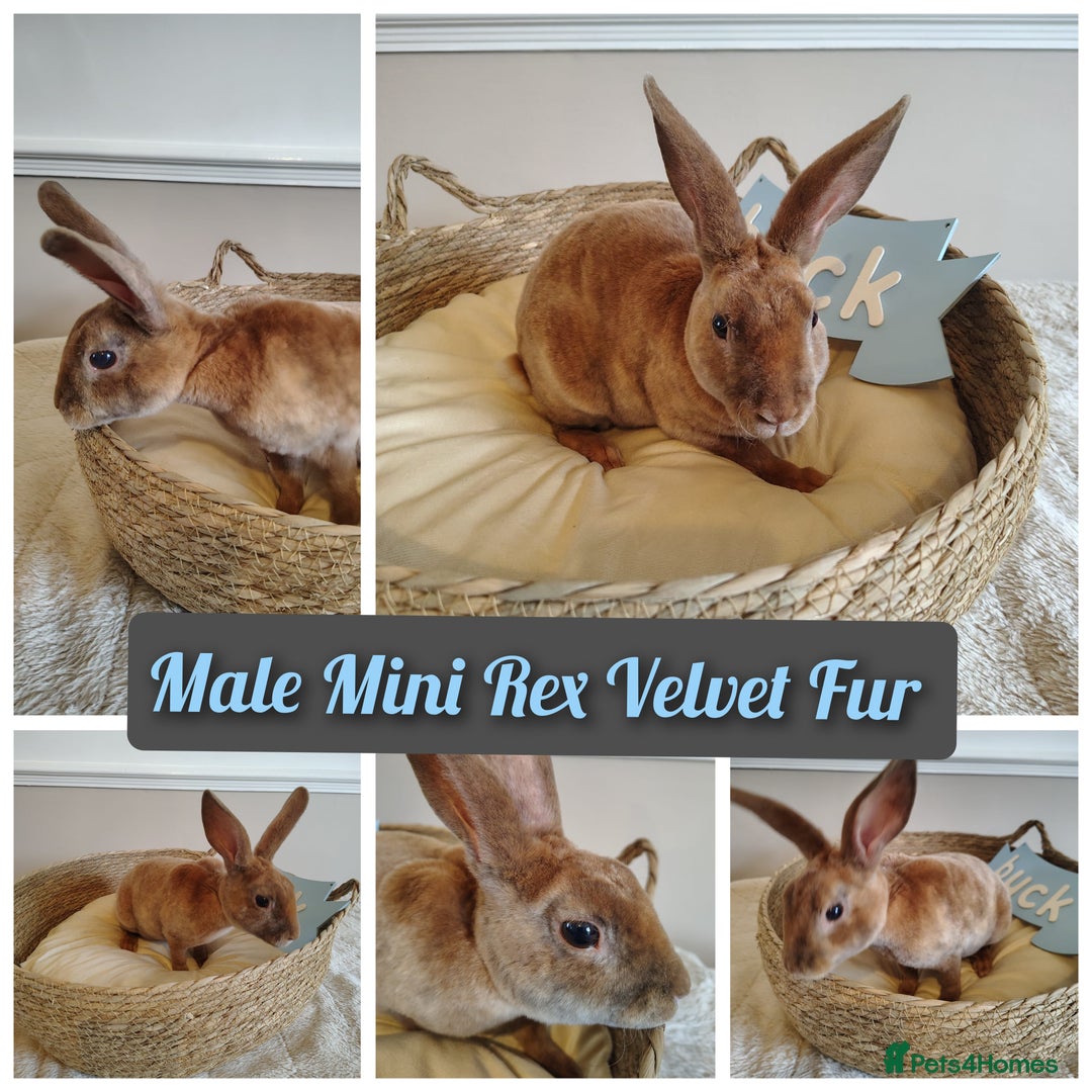 Rex rabbits for sale: Lovely Rex rabbit babies  - Image 2