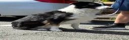 Border Collie dogs for stud: Large Tri color border collie STUD  in Deeside - Advert 4