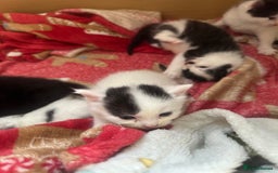 Mixed Breed cats for sale: Fluffy kittens - Image 13