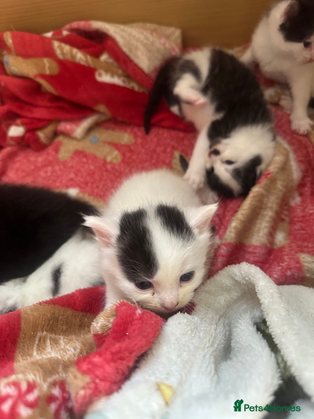 Mixed Breed cats for sale: Fluffy kittens - Image 13