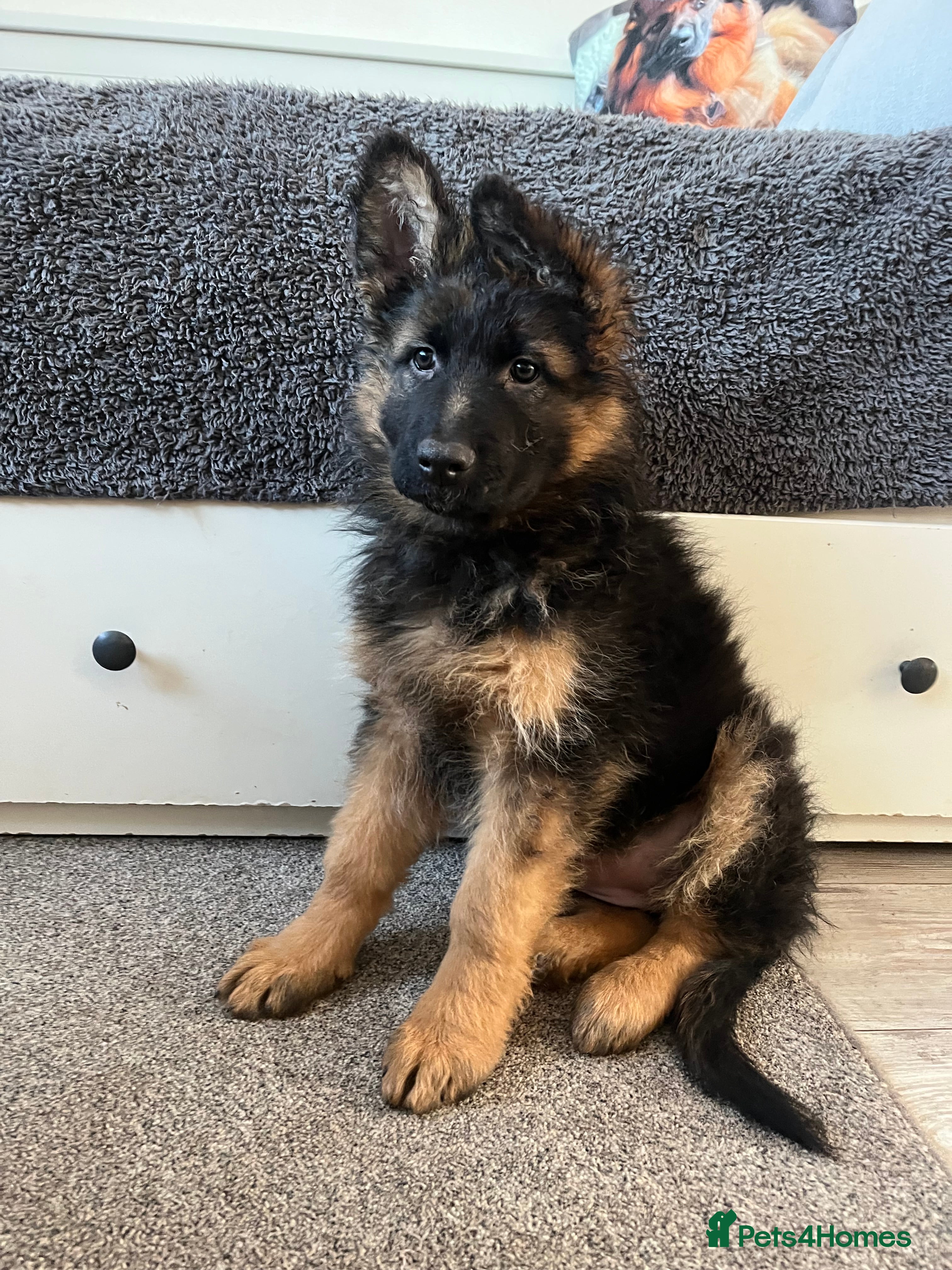 German Shepherd dogs Outstanding Gsd girls for sale  - Advert 19