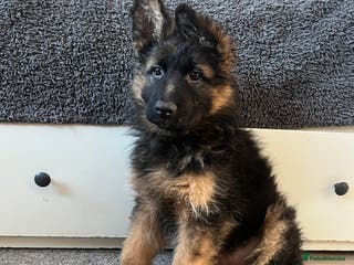 German Shepherd dogs Outstanding Gsd girls for sale - Advert 19