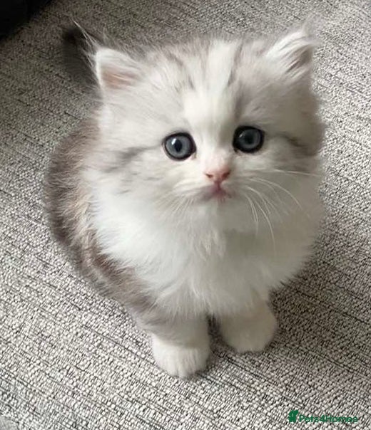 Persian cats Cute chinchilla Persian Kitten(only one male left) - Advert 1