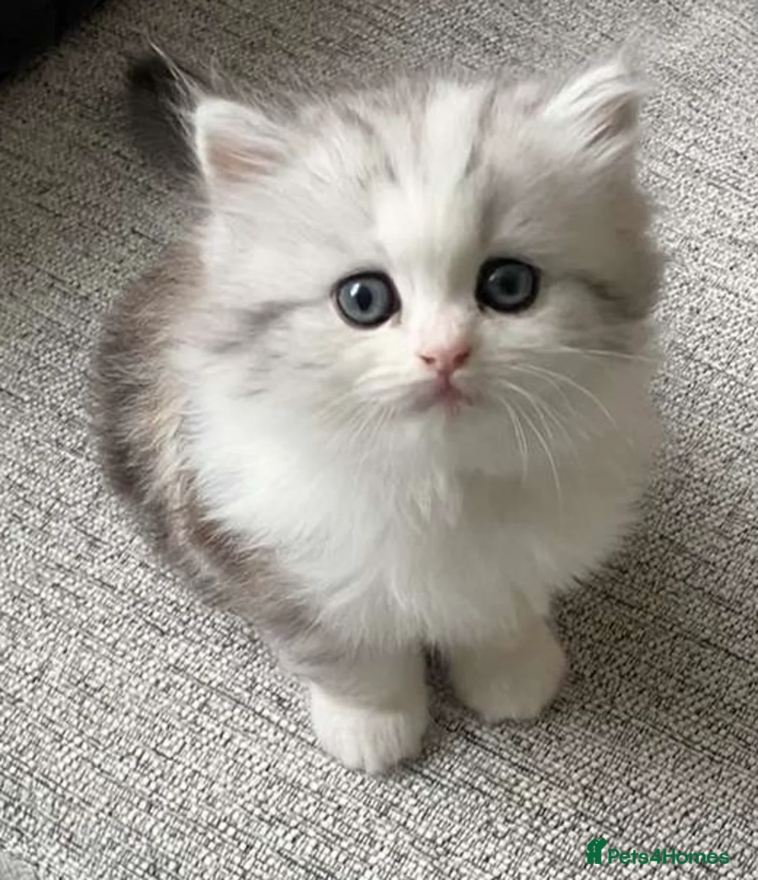 Persian cats for sale: Cute chinchilla Persian Kitten(only one male left) in Bradford - Advert 1