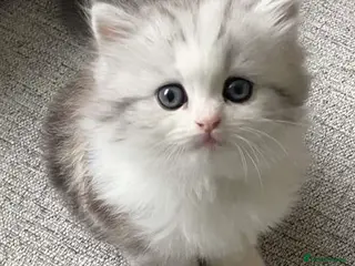 Persian cats Cute chinchilla Persian Kitten(only one male left) - Advert 3