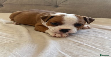 Staffordshire Bull Terrier dogs - Advert 16
