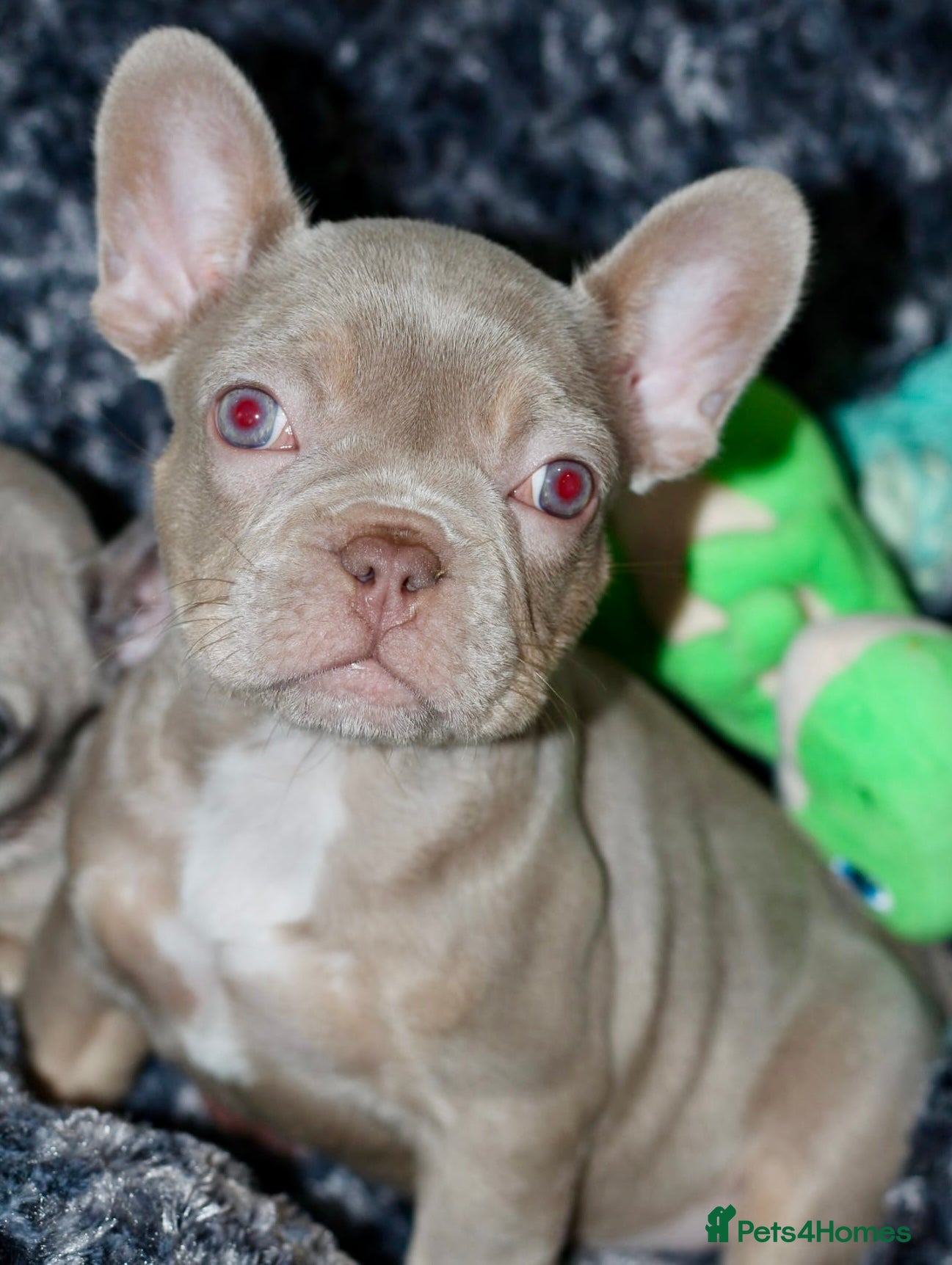 French Bulldog dogs French Bulldog - Pearl🔯 - Advert 3