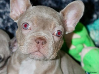 French Bulldog dogs French Bulldog - Pearl🔯 - Advert 3