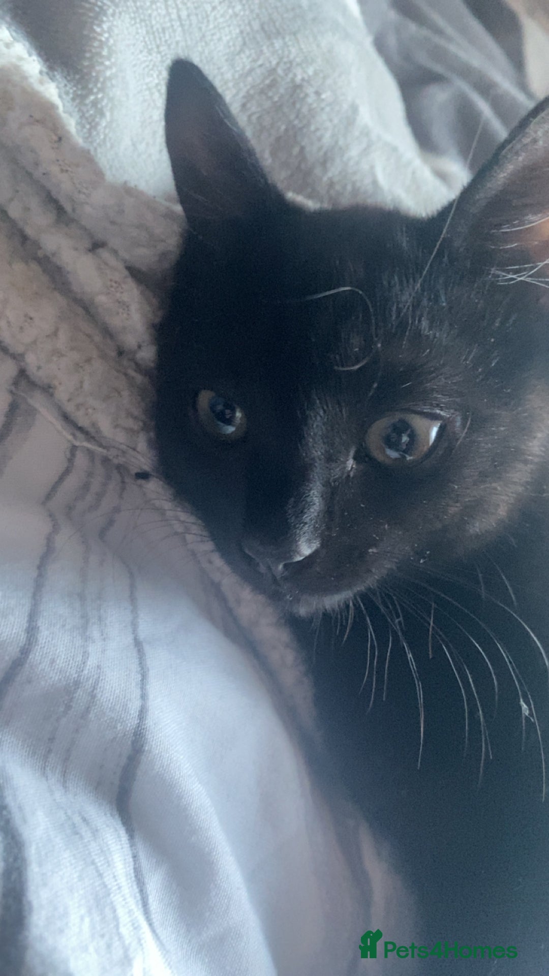 Mixed Breed cats for sale: MALE KITTEN NEEDS A NEW HOME ASAP - Image 2