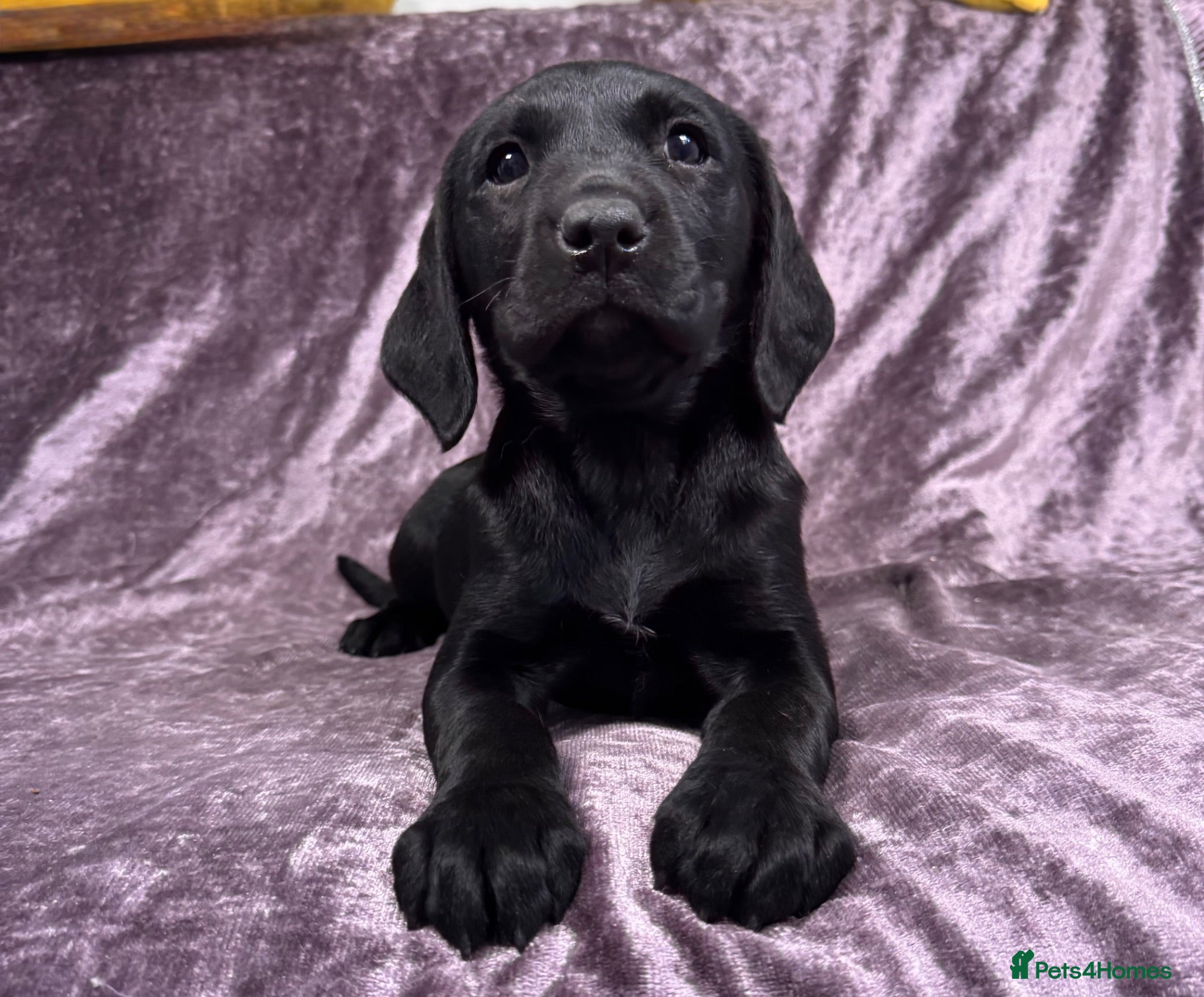 Labrador Retriever dogs for sale: Stunning KC Reg Black Girls - Ready Now!  - Advert 1