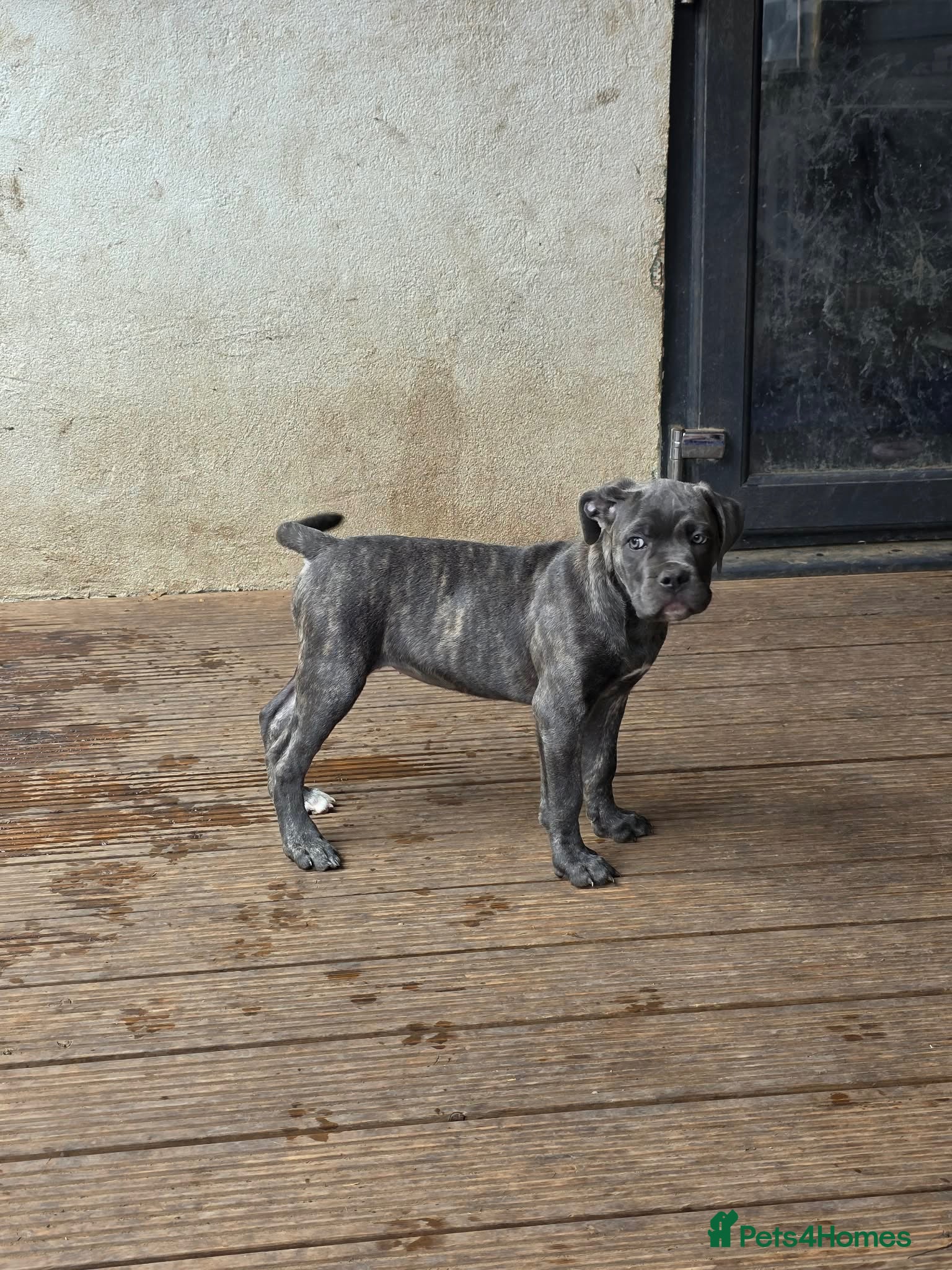 Cane Corso dogs Last 2 left looking for their forever 🏡!🥰 - Advert 1