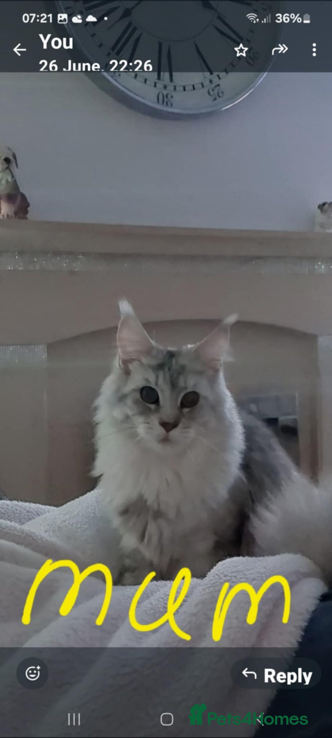 Maine Coon cats for sale: Full pedigree maine coon kittens for sale - Image 9