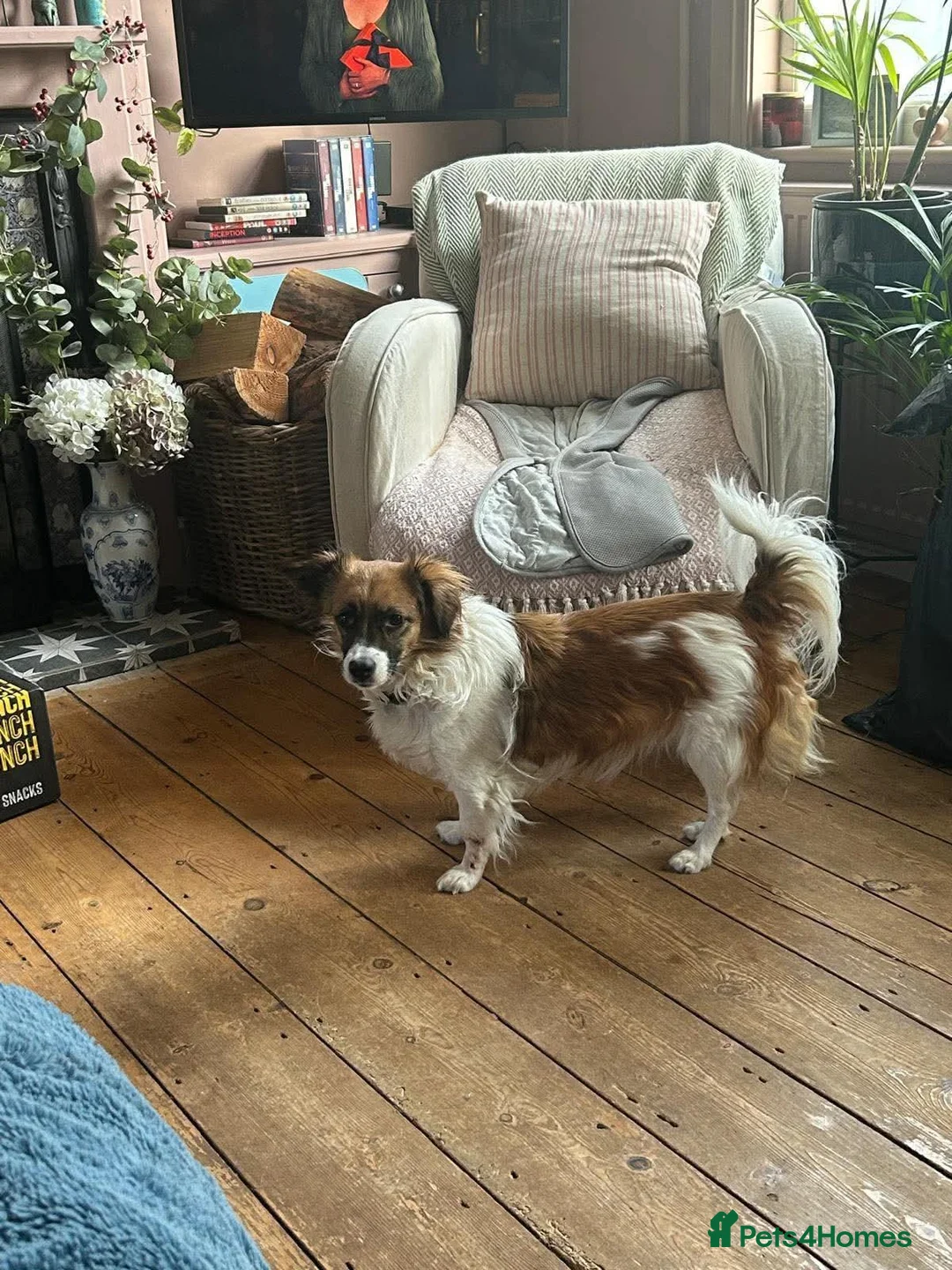 Mixed Breed dogs for adoption: MINI-small girl big personality/loving/smart  - Advert 2