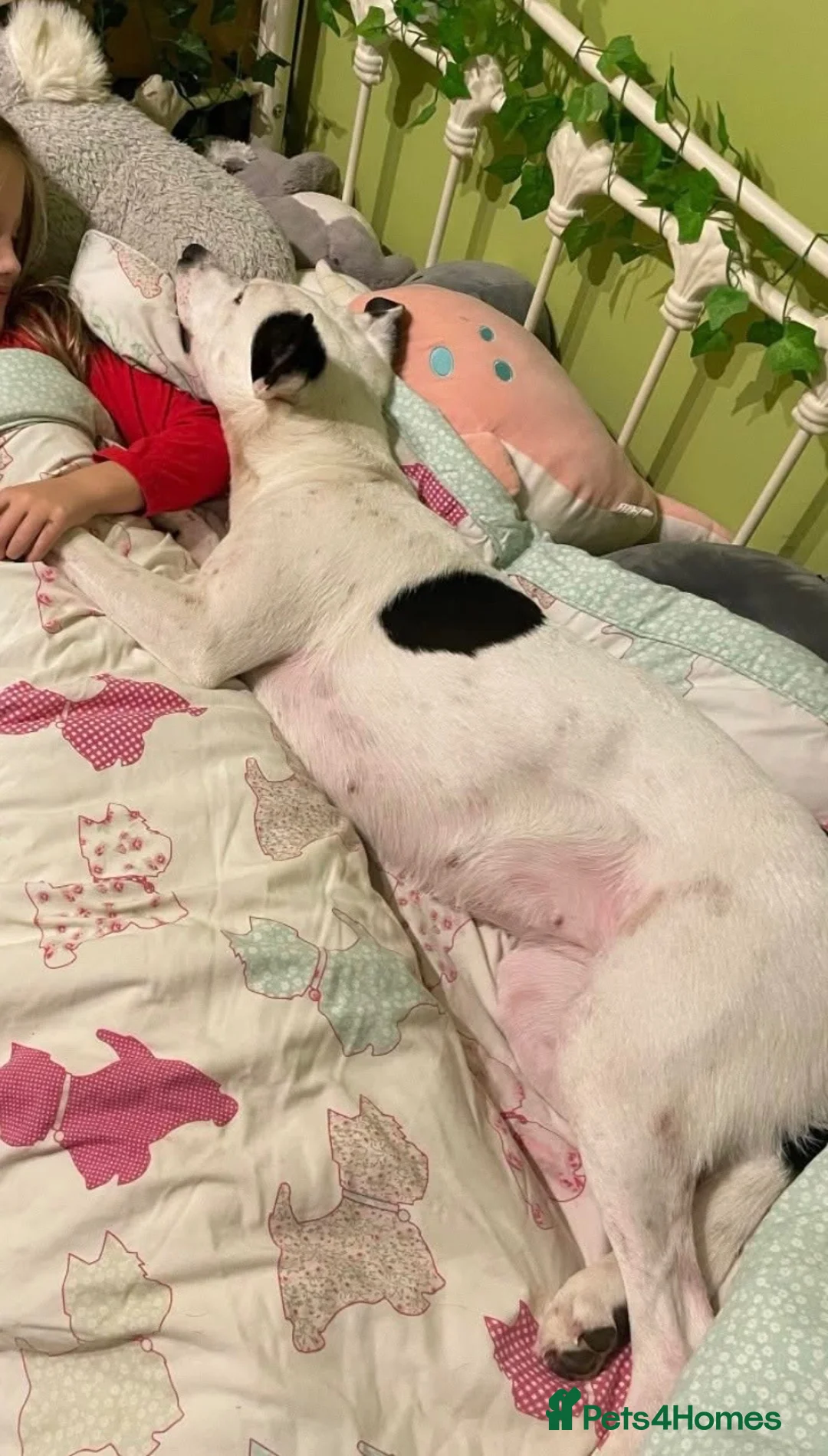 Mixed Breed dogs for adoption: Lovely Lola needs a new home - Advert 6
