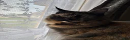 Ragcoon cats for sale: Ragcoon - Advert 1