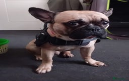 French Bulldog dogs for sale: 19 month old male french bulldog for sale - Image 1