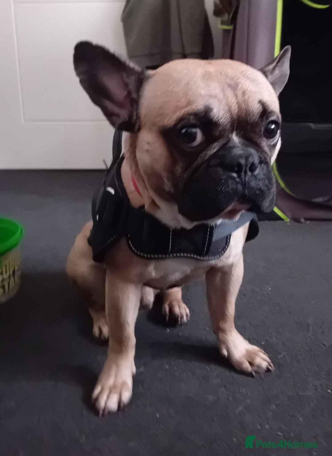 French Bulldog dogs for sale: 19 month old male french bulldog for sale - Image 1