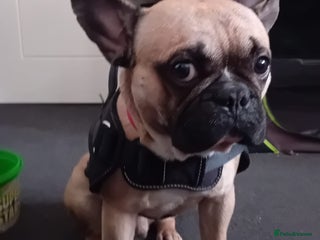 French Bulldog dogs - Advert 28