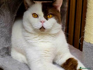 British Shorthair cats Cinnamon Harlequin Male – GCCF Active Registered - Advert 2