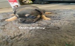 French Bulldog dogs for sale: Beautiful chunky Frenchies - Image 3