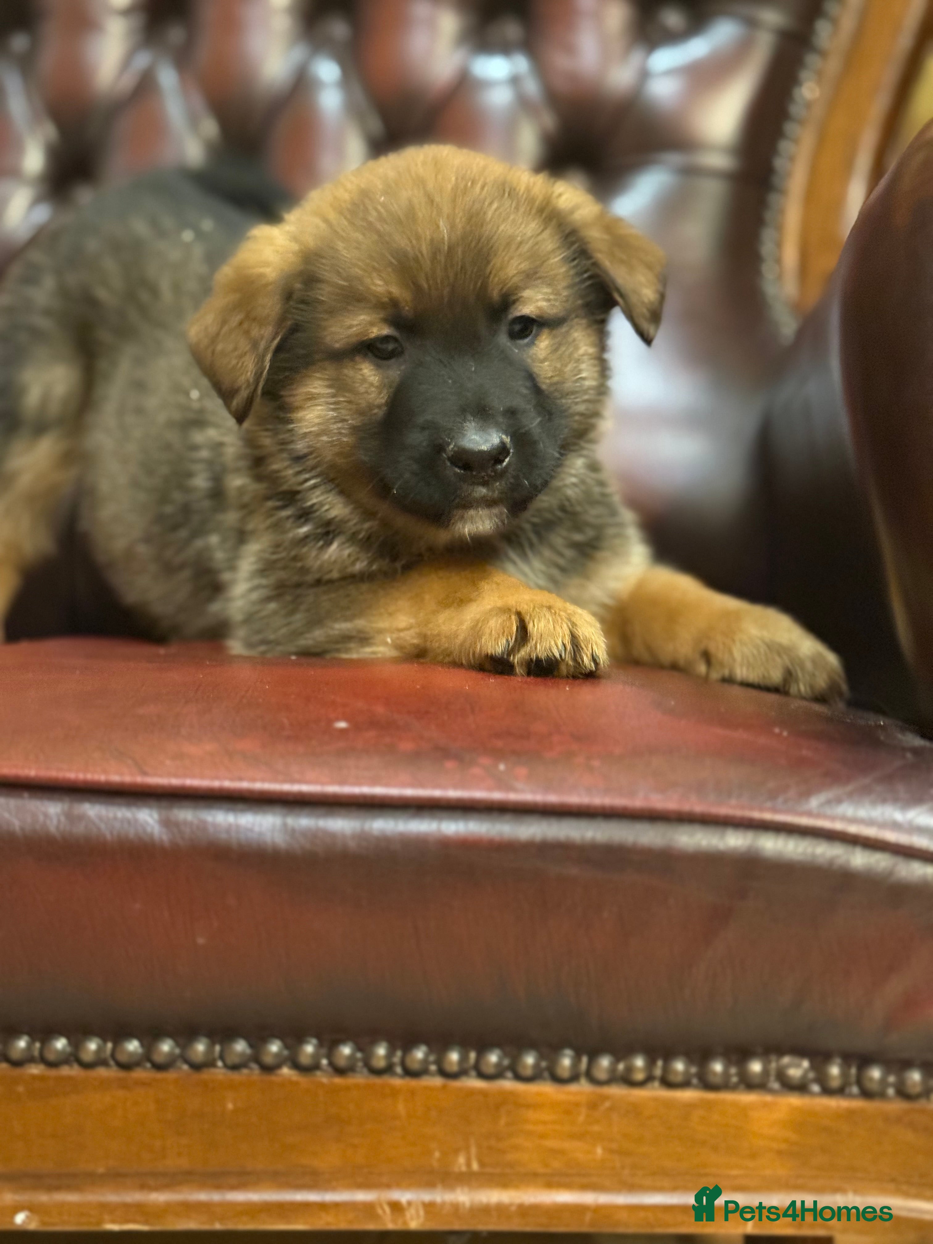 Mixed Breed dogs Bernese Mountain Dog/German Shepherd  - Advert 2