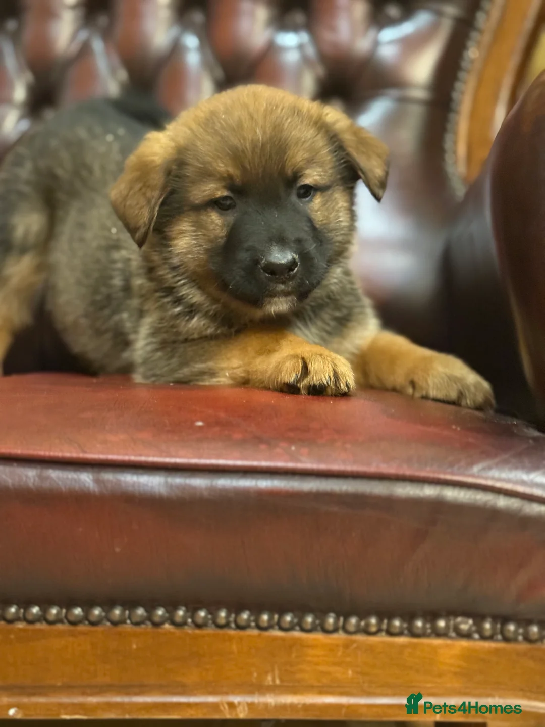 Mixed Breed dogs for sale: Bernese Mountain Dog/German Shepherd  - Advert 1