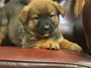 Mixed Breed dogs Bernese Mountain Dog/German Shepherd - Advert 1