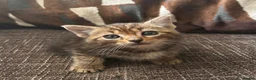 Mixed Breed cats for sale: Persian angora mixed kittens - Advert 2