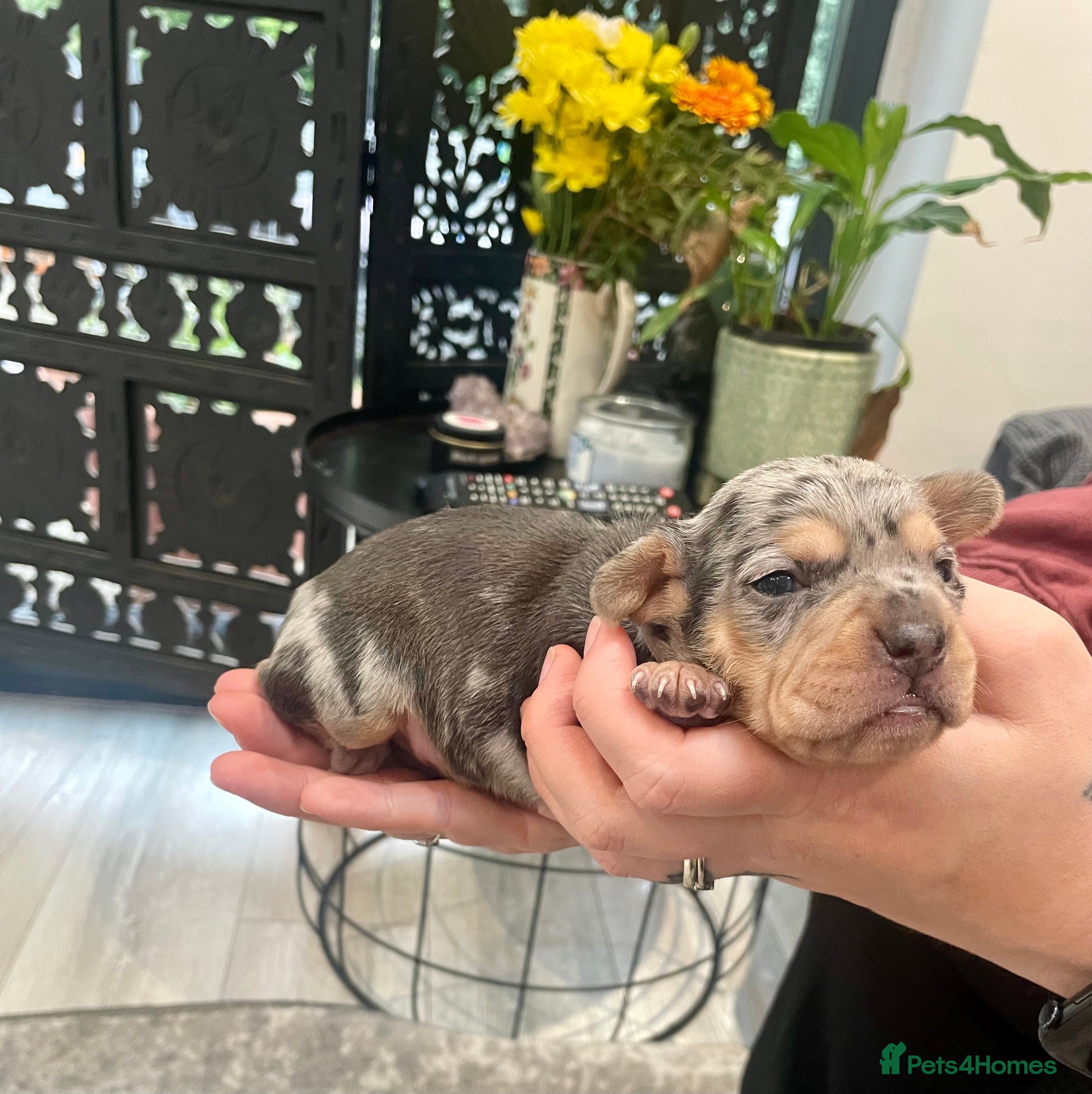 Mixed Breed dogs Beautiful Dachshund, French bulldog hybrid puppy - Advert 2