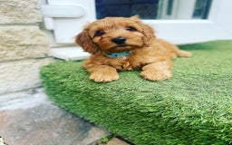 Cockapoo dogs for stud: Red Cockapoo Stud - Image 4
