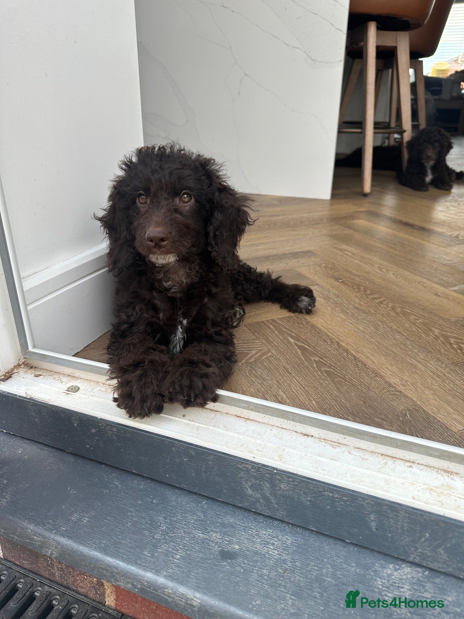 Cockapoo dogs 🤎 1 Chocolate Cockapoo Girl | Ready Now - Advert 13
