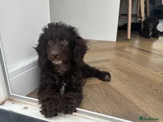 Cockapoo dogs 🤎 LAST CHOCOLATE GIRL 🤎 - Advert 2