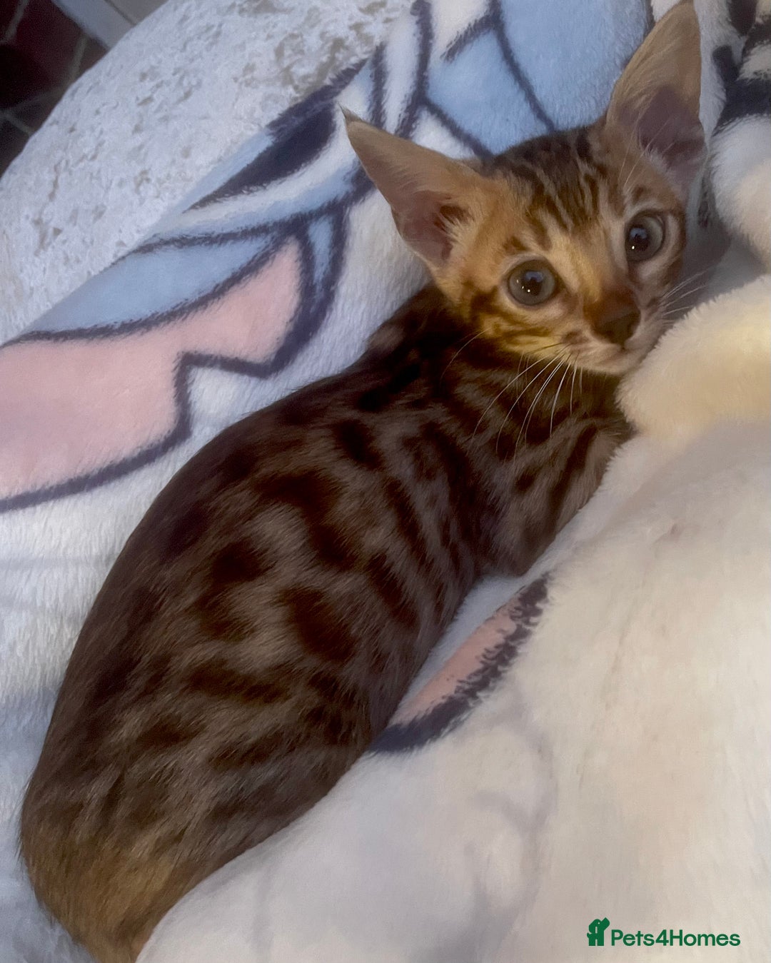 Bengal cats for sale: 3 beautiful pure bengals  - Image 3