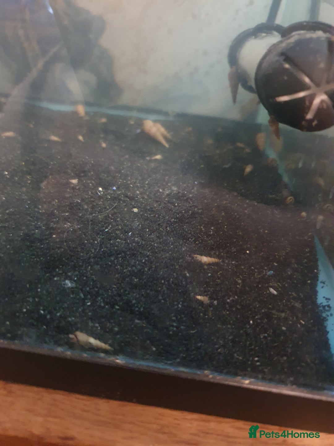 Snails fish for sale: Malaysian Trumpet Snails - Image 3
