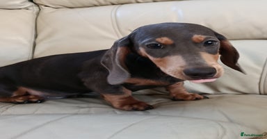 Dachshund dogs READY NOW STANDARD PRA CLR KC REG MANY CHAMPS - Advert 8