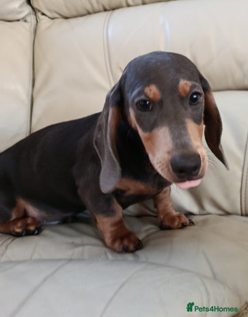 Dachshund dogs READY NOW STANDARD PRA CLR KC REG MANY CHAMPS - Advert 1