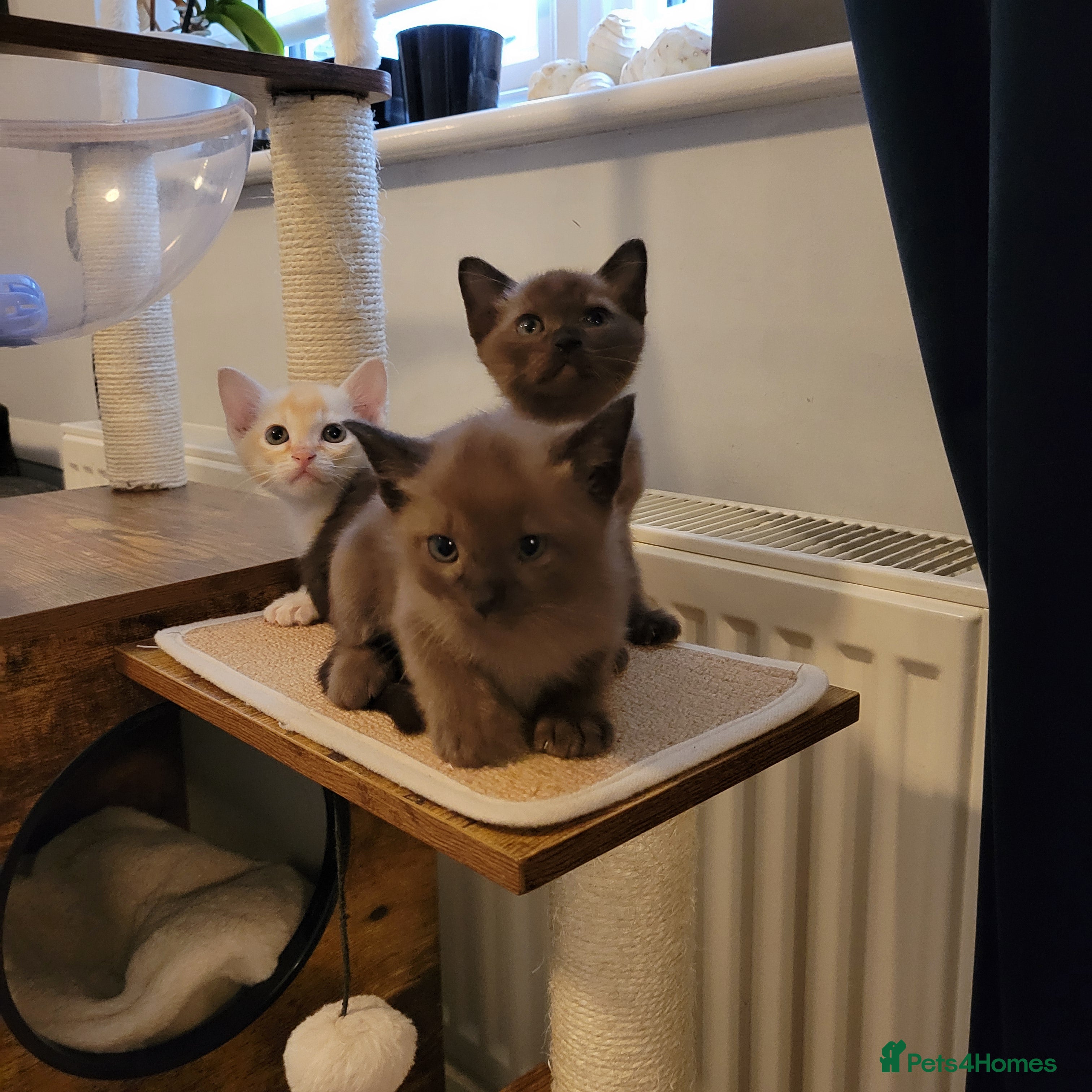 Burmese cats Pure pedigree, Registered Burmese,Vet checked 2x - Advert 3