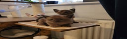 Burmese cats for sale: Pure pedigree, Registered Burmese,Vet checked 2x - Advert 15