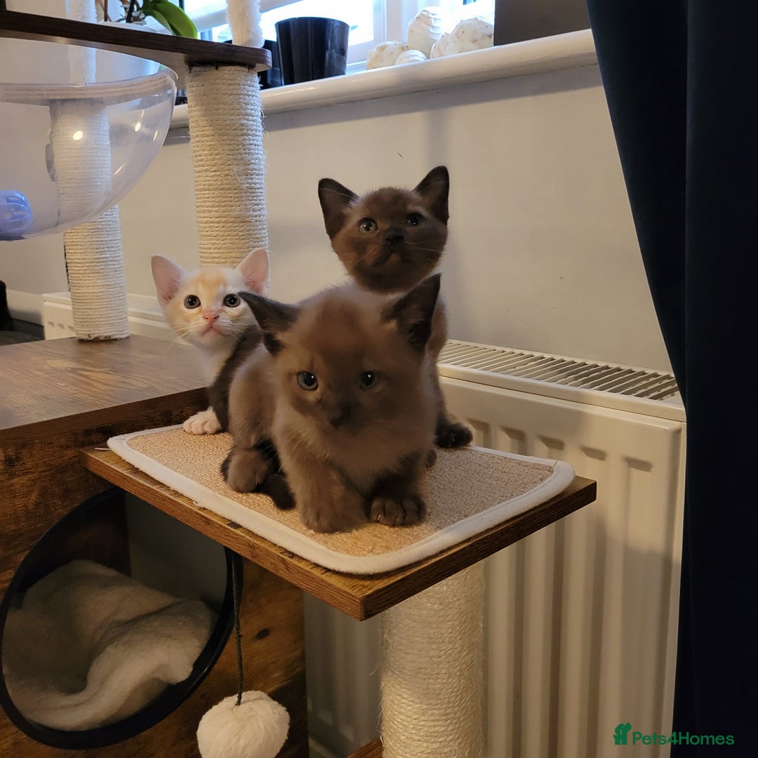 Burmese cats for sale: Pure pedigree, Registered Burmese,Vet checked 2x - Advert 15