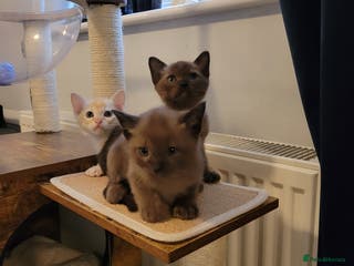 Burmese cats Pure pedigree, Registered Burmese,Vet checked 2x - Advert 14