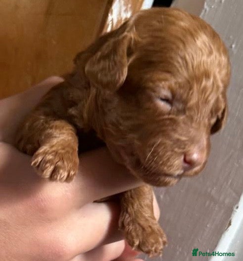 Cockapoo dogs Neddy x Cali beautiful litter of F1B Cockapoo’s - Advert 2