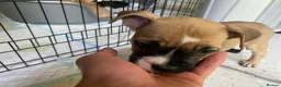 Mixed Breed dogs for sale: Family Raised Bulldog x Boxer Puppies Ready :))) in Bideford - Advert 18