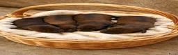 Miniature Dachshund dogs for stud: Beautiful Long Haired Full Cream Dachshund *Stud* - Advert 15