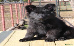 German Shepherd dogs for sale: Guardian German Shepherd Dogs!!! - Image 7