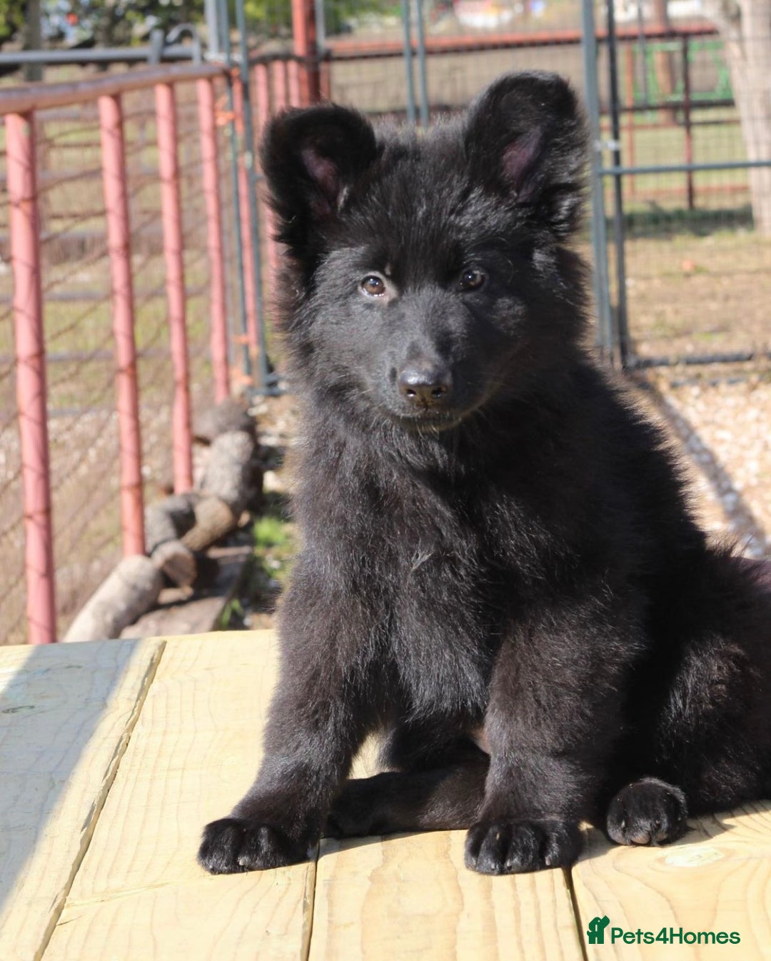 German Shepherd dogs for sale: Guardian German Shepherd Dogs!!! - Image 7
