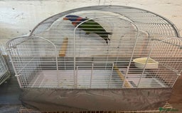 Lorikeets birds for sale: Rainbow lorikeet - Image 4